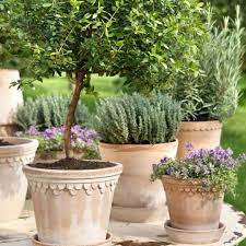 Garden Inspiration New Zealand On Instagram What A Gorgeous Collection Of Pots And Plants A Good Example Of How To Potted Trees Plants Mediterranean Garden
