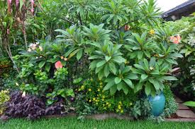 Tropical Breeze Is A Sydney Tropical Garden Filled With A Wide Variety Of Unusual Tropical P Tropical Garden Design Small Tropical Gardens Tropical Landscaping