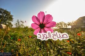 صور صباح الورد صباح الورد مكتوبة علي صور صباحية Check More At Https Pic Hd Com Images Morning Flower Morning Flowers Flowers Image
