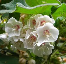 Image result for Dombeya burgessiae