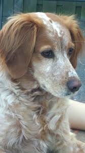 Epagneul Breton Brittany Spaniel Dogs Brittany Dog Papillon Dog