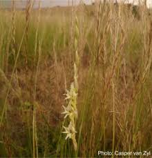 Image result for Gladiolus permeabilis