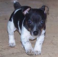 But with no copper points. 32 Teddy Roosevelt Terrier Ideas English Terrier Terrier Teddy Roosevelt