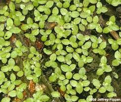 Image result for Lemna