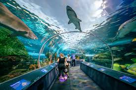 Guide To Ripley'S Aquarium | Destination Ontario