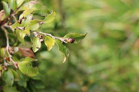 Maybe you would like to learn more about one of these? Camellia Transnokoensis