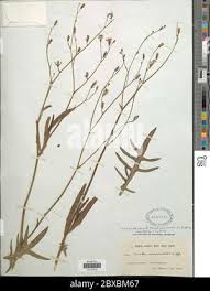 Image result for Launaea cornuta