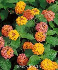 Miss Huff Hardy Lantana Lantana Bonsai Flower Flower Seeds