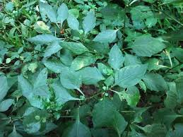 Image result for Solanum villosum