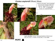 Image result for Siphonochilus brachystemon