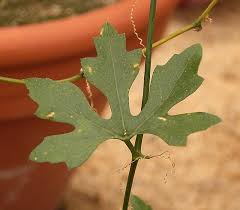 Image result for Kedrostis nana