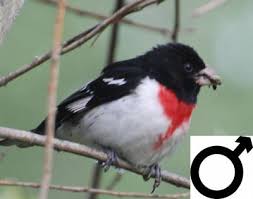 Maybe you would like to learn more about one of these? Song Birds Primary Reference Resources Audubon Field Guide To The Mid Atlantic States By Peter Alden And Brian Cassie Patuxent Bird Identification Infocenter Bird Watcher S Digest Howard County Bird Club Southernspreadwing Com Grosbeak Family