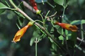 Image result for Halleria elliptica