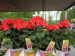 Trending In The Aisle Orange Flowers The Home Depot Community Orange Flowers Planting Flowers Flowers