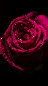 Red Rose Wallpaper Border Wallpapers For Iphone Xr 750x1334 Download Hd Wallpaper Wallpapertip Black, white, red, yellow, coral, and blue.