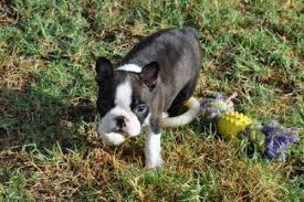 She is three pounds six ounces. Boston Terrier Colors Explained Maggielovesorbit Com