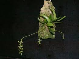 Image result for Angraecopsis parviflora