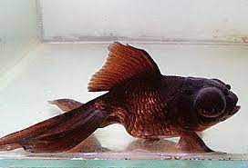 Causes And Cures For Goldfish Swim Bladder Disorder