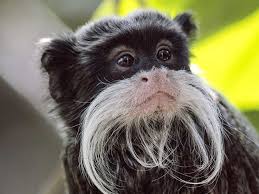 Check spelling or type a new query. The Cutest Animals On Earth