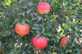 Image result for Punicaceae