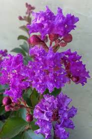 The crape myrtle is a small tree or large shrub with deciduous leaves. Buy Catawba Crape Myrtle Tree Free Shipping 1 Gallon Size For Sale Online From Wilson Bros Gardens