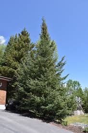 Maybe you would like to learn more about one of these? Balsam Fir Abies Balsamea In Burlington Waterdown Dundas Ontario Ontario On At Connon Nurseries