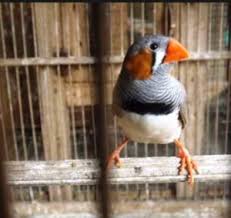 Mengapa burung ini dijuluki burung paling licik?. Informasi Harga Burung Emprit Mei 2021