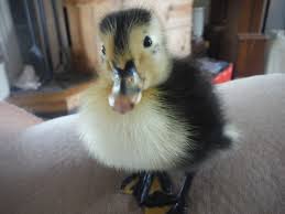 These beautiful ducks lay up to 290 eggs per year. Duck Breed Focus Magpie Backyard Chickens Learn How To Raise Chickens