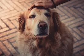 Dog Cushing S Disease Essential Natural Remedies To Help Your Dog