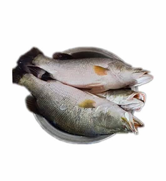 কোরাল মাছ