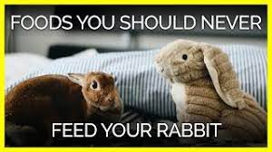 Can rabbits eat bread?may 2, 2019bread is loaded with starch and also complex carbohydrates. These 15 Foods Could Harm Or Kill Your Rabbit Peta