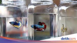 Abstract entrepreneurship assistance to alumnus's business ideas is a practice that cannot be separated Mau Bisnis Ikan Cupang Berapa Modalnya