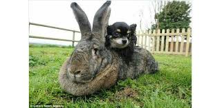 If you're thinking of adding a flemish giant rabbit to your home, then you should know this breed requires more care and resources than an average what it takes to own flemish giant rabbits. Flemish Giant Rabbits The Macquarie Vetz Animal Centre Facebook