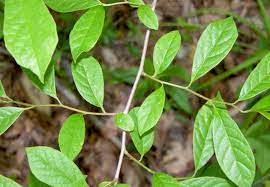 The only edible part of the tree is the dried sap which makes a fragrant, bitter chewing gum. Know Your Trees Black Gum The Georgetown Metropolitan
