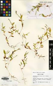 Image result for Arthraxon lancifolius