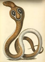The Cobra De Capello Or Hooded Snake Of Hindostan Plate Seven From The First Volume Of James Forbes Snake Illustration Snake Painting Vintage Illustration Art