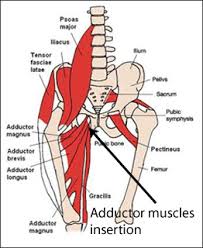 In addition, it may be caused by inflammation and other conditions including muscle strain, bursitis, and hernia. Groin Pain Information Sheet Australian Physiotherapy Equipment