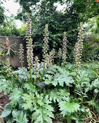 Image result for Caucanthus auriculatus