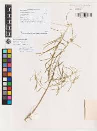 Image result for Afrohybanthus enneaspermus