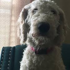 Kamu bisa beli produk dari toko poodle doodle dengan aman & mudah dari kota tangerang. Lancer The Goldendoodle Is The Newest Emotional Support Dog For Deer Lakes School District Cbs Pittsburgh