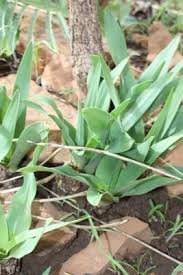 Image result for Drimia