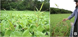 Image result for Urochloa arrecta