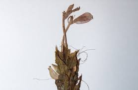 Image result for Ecbolium clarkei