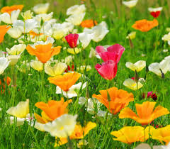 Image result for Eschscholzia