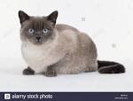 British Shorthair Cat Breed Information - Vetstreet