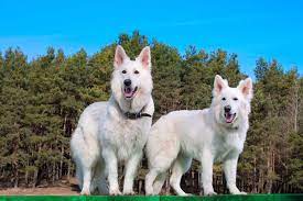 Check spelling or type a new query. The Beautiful White Swiss Shepherd Dog In The Spotlight K9 Web