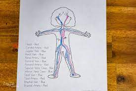 Human circulatory system coloring page. Circulatory System Worksheets For Kids
