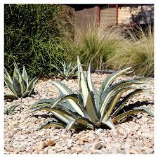 Image result for Agave americana