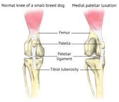 Learn vocabulary, terms and more with flashcards, games and other study tools. Orthopedic Surgery For Dogs Animal Clinic Of Billings
