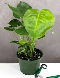 Image result for Monstera